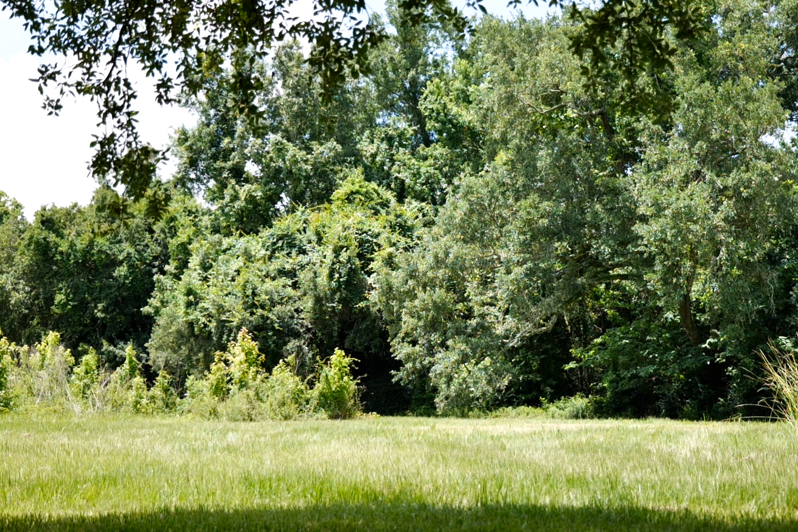 Field near wooded area.